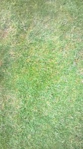 närbild franskt gräs