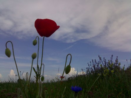 Landscape_and_flowers