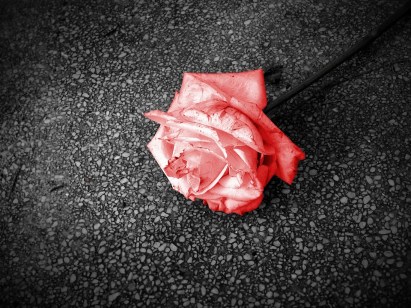 rose-on-the-street