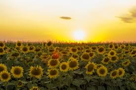 sunflower field