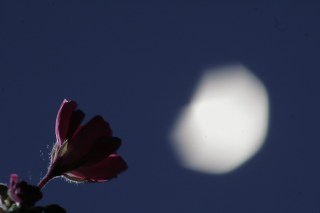 night moon flower